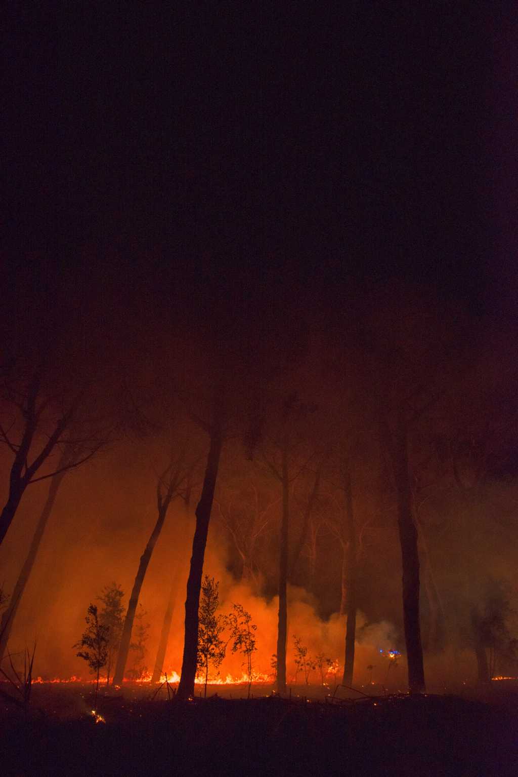 Incendio nella pineta delle Acque Rosse